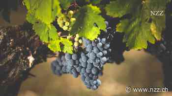 Franzosen trinken immer weniger Wein – jetzt wird ein Teil der Ernte vernichtet