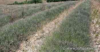 Raupe frisst Lavendel: Verband sieht enorme Einbußen