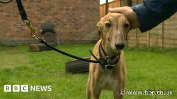 Immingham dogs home full due to cost of living, owner says