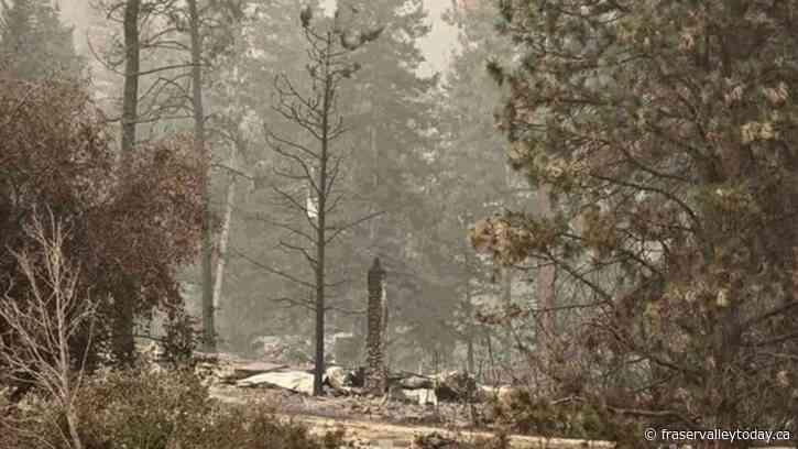 Ecologists say life will return to B.C. wildfire zone, but trees may never grow back