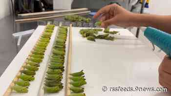 Shipment of butterflies in chrysalis form marks milestone for Butterfly Pavilion