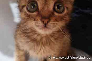 Katzen in Plastikbox entsorgt: So geht es den Tieren jetzt