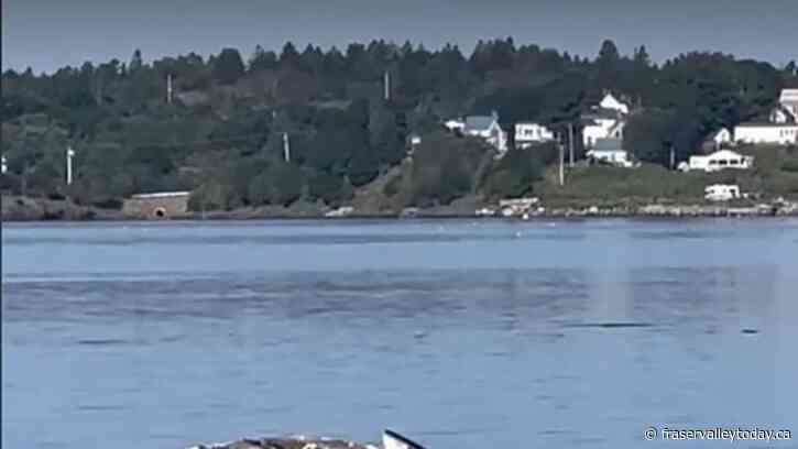 Maine resident captures nature in action in N.B. as shark snacks on whale carcass