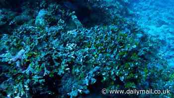 EXCLUSIVE: Major breakthrough in the search for Amelia Earhart: Experts decipher hidden text on aluminum panel and reveal a new photo that could prove aviatrix died on remote island - so can YOU spot the smoking gun?