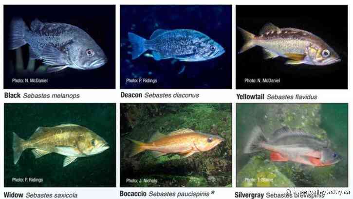 DFO raises awareness of illegal fishing along Indian Arm