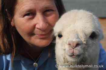 Get up close and personal with cute alpacas at a special festival in East Yorkshire