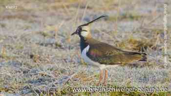 Voting für «Vogel des Jahres» beginnt