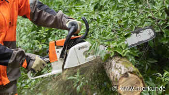 Verletzte bei Waldarbeiten: Herunterfallender Baum erwischt zwei Männer