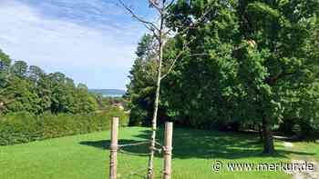 Schwere Schäden an Baumriesen: Beliebter Park am Starnberger See leidet unter Wetterextremen