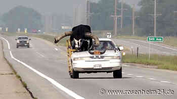 600-Kilo-Rind auf dem Beifahrersitz: Polizei stoppt Auto in den USA