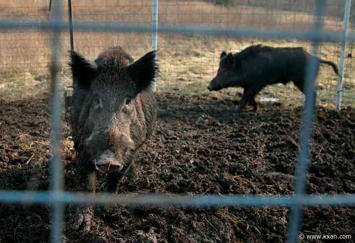 Texas A&M study finds new tool to minimize feral hog populations