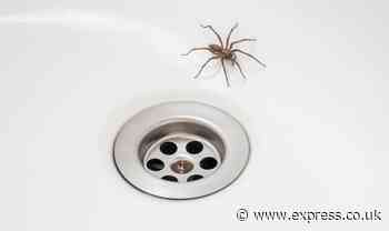 49p item ‘deters’ spiders, mosquitoes and moths from homes as they ‘can’t stand the stuff’