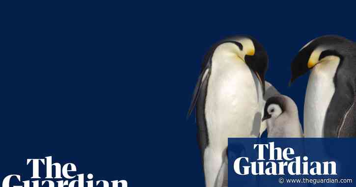 Why thousands of emperor penguin chicks in Antarctica died in the 2022 breeding season – video