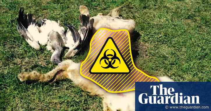 How killing vultures endangers humans – video