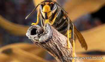 Britons issued urgent warning over dangerous Asian hornets as experts ‘very worried’