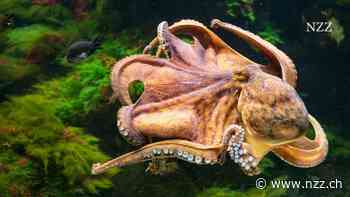 Kraken sind die Superhirne der Meere, ausserordentlich lernfähig, clever und neugierig. Möglicherweise träumen sie sogar ähnlich wie wir