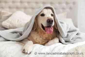 Dog owners shouldn't let dogs in bed with them, vet warns