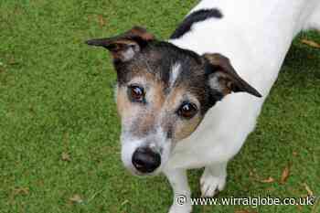 Wirral Globe dog of the week:  'Lively' Tara needs you