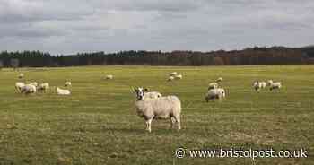American XL bulldogs kill 22 sheep and injure 48 in horror attack