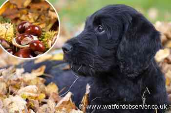 What happens if my dog eats a conker and are they poisonous?