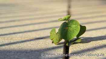 Keine Lust, ständig Unkraut zu zupfen? Wie Sie Terrassenfugen verdichten können