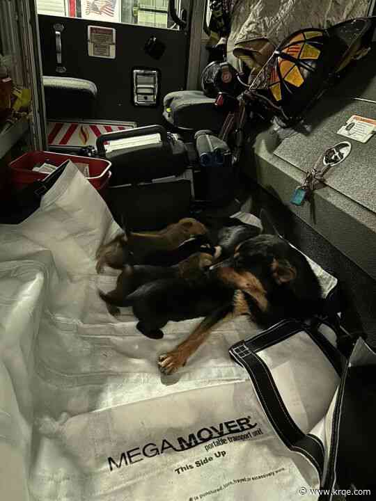 Albuquerque Fire Rescue helps save family of dogs found in a trash pile