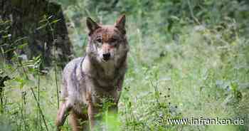 Lemke: Abschuss von Wölfen nach Rissen schneller ermöglichen