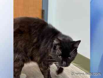 Missing cat from Kansas is found 10 years later in Fuquay-Varina