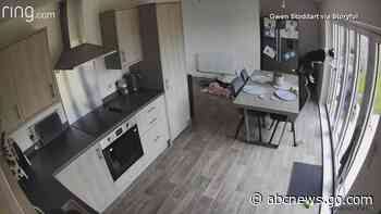 WATCH:  Pup jumps with window washer