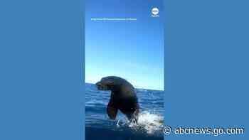 WATCH:  Shark chasing seal almost knocks kayaker out of vessel