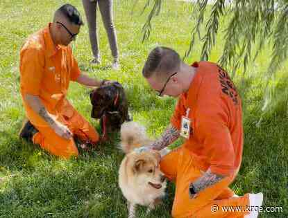 More inmates to take part in dog training programs at the Penitentiary of New Mexico