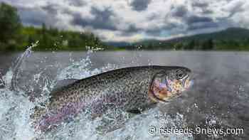 Rainbow trout restocked in Poudre River after post-fire flood decimated their population
