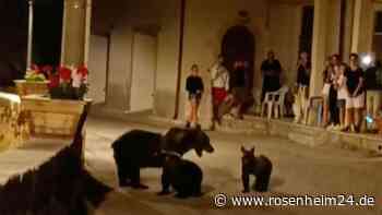 Italien in Aufruhr: Mann erschießt Bärenmutter – Einsatzkräfte suchen ihre Bären-Babys