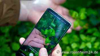 Welche Pflanze ist das? Mit einer Smartphone-App werden Sie zum Botanik-Profi