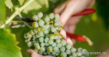 Winzer rechnen 2023 mit viel besserer Ernte als im Vorjahr