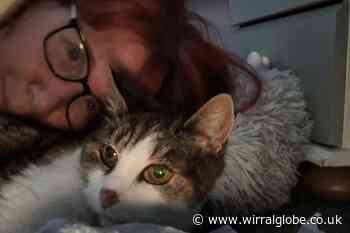 Cat reunited with owner after decade apart thanks to microchip