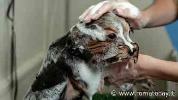 Fare il bagno al cane: come e quando?