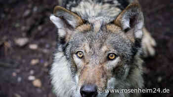 „Der Wolf muss kapieren“: Grünen-Ministerin will Abschuss der Tiere erleichtern