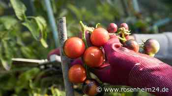Darum sollten Sie späte Tomatenblüten entfernen