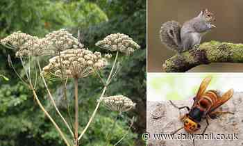Revealed: The invasive species wreaking havoc on Britain - including Asian hornets, giant hogweed, and killer shrimp
