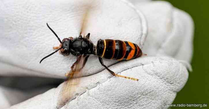 Hohe Kosten: Invasive Arten sind massives Problem