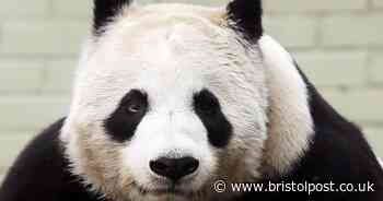 Zoo confirms when UK's only giant pandas will return to China