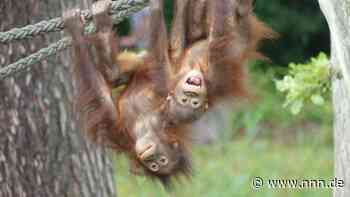 Fest im Rostocker Zoo bietet tierischen Spaß für die ganze Familie