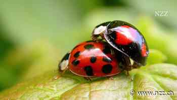 KOMMENTAR - Waschbär und Japankäfer ante portas: Immer öfter stören invasive Arten die heimische Tier- und Pflanzenwelt. Es drohen Milliardenschäden.