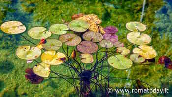 La conserva della neve 2023