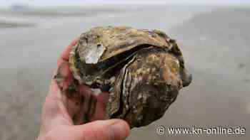 Invasive Arten sind massives Problem: Hunderte Milliarden Euro Kosten