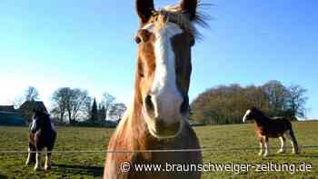 Gifhorner Tierschutzexpertin: Tierwohl geht vor Eigentumsrecht
