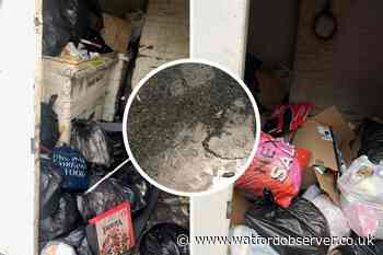 Festering bins behind businesses in The Parade, Watford