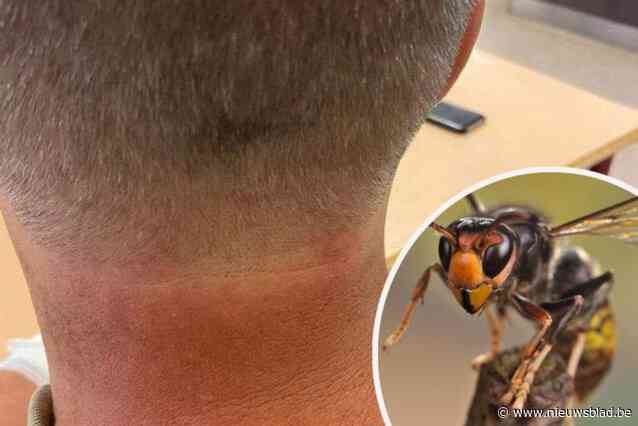 Tuinaanlegger raakt nest van Aziatische hoornaars en krijgt twintig prikken: “Mijn papa was kortademig en in shock”