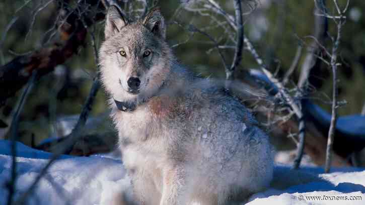 EU considers adjusting protections for wolves as farmers raise concerns about their livestock's safety